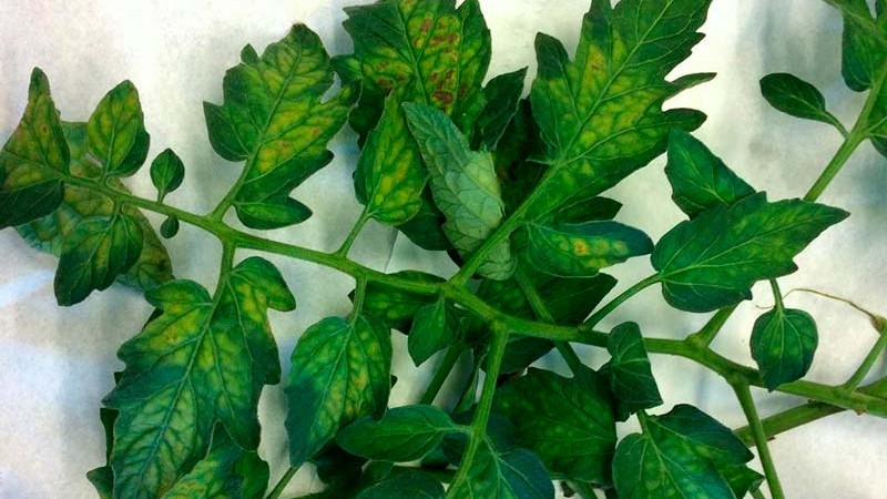 260208 Virust tomate b.jpg